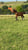Annuncio cavallo