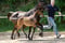 Annuncio cavallo