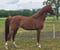 Horse ad