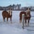 Horse ad