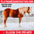 Horse ad