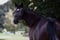 Annuncio cavallo