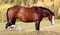 Paardadvertentie