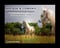 Horse ad