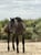 Horse ad