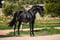 Horse ad