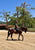 Horse ad