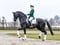 Annuncio cavallo