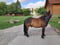 Horse ad