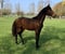 Horse ad