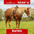 Horse ad