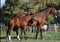Annonce cheval