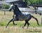 Annuncio cavallo