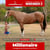 Horse ad