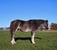 Horse ad