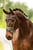 Horse ad
