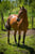 Annonce cheval
