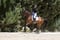 Annuncio cavallo