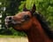 Horse ad