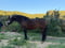 Annonce cheval