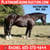 Horse ad