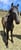 Horse ad