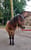 Horse ad