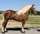 Annuncio cavallo