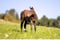 Horse ad