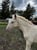 Horse ad