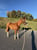 Horse ad