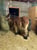 Horse ad