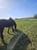 Horse ad