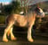 Horse ad