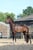 Annuncio cavallo