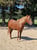 Annuncio cavallo