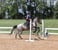 Horse ad