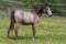 Horse ad