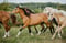 Annuncio cavallo