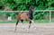 Annuncio cavallo