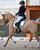 Annonce cheval