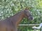 Horse ad