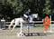 Horse ad