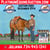 Annuncio cavallo