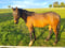 Horse ad