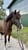 Annuncio cavallo