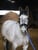 Annonce cheval