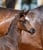 Annuncio cavallo