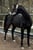 Horse ad
