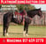 Horse ad